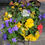 Thumbnail: 12" Hanging Basket  "Golden Blues"