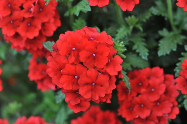 Verbena Empress™ Flair Dark Red Charme