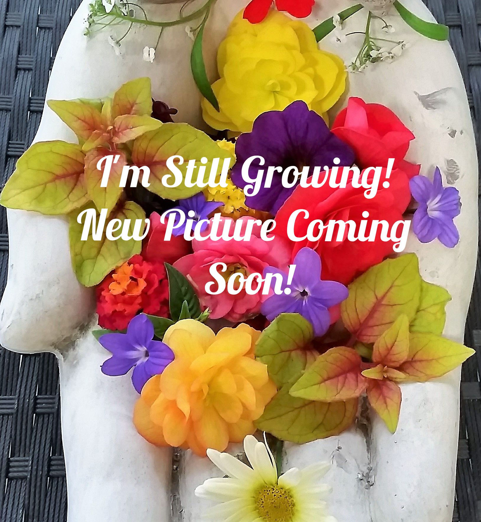 14" Hanging Basket 'Combo #6'