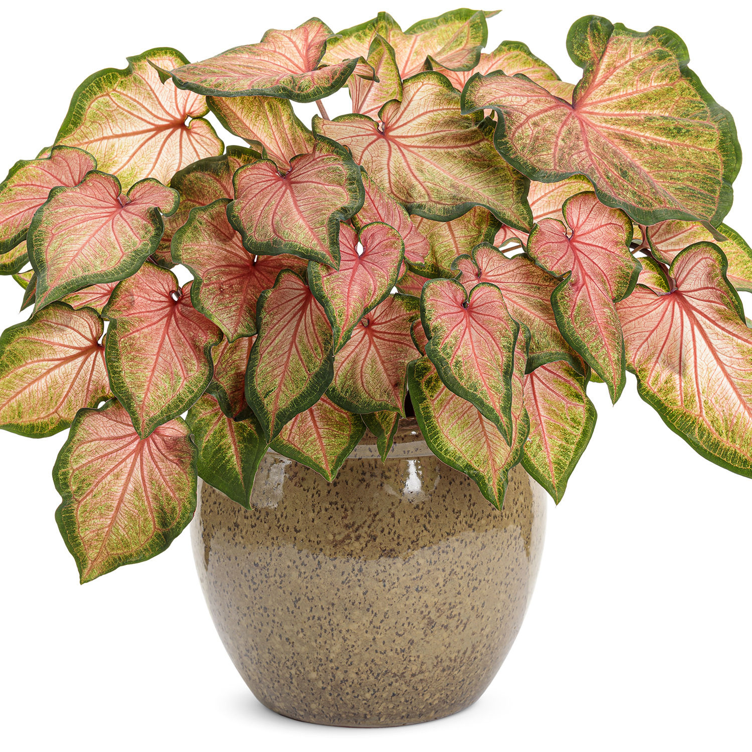 Caladium Strap Leaf Chinook