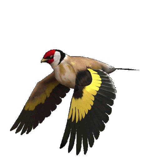 oiseau-vole-007[1].gif