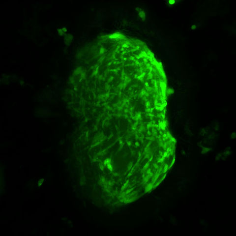 Myoblast cell line on microcarriers