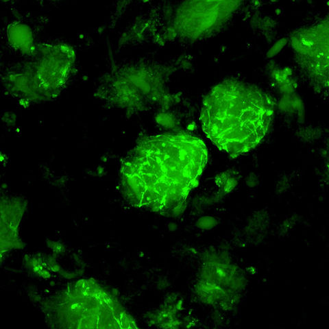 Myoblast cell line on Gelatex microcarriers