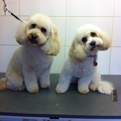 Leashed dog on a table after grooming