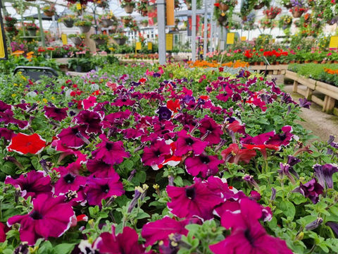 bed of flowers