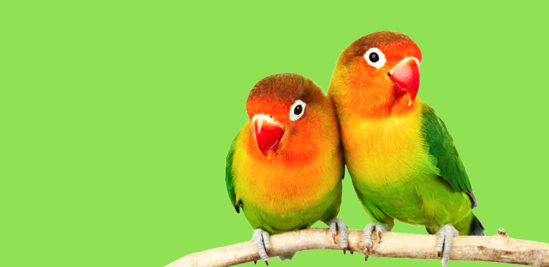 Partnership Development
