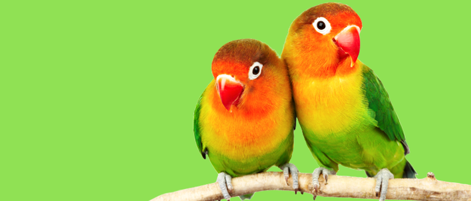 animalerie_scoubizoo_baie_comeau_oiseaux