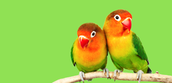 Parrots