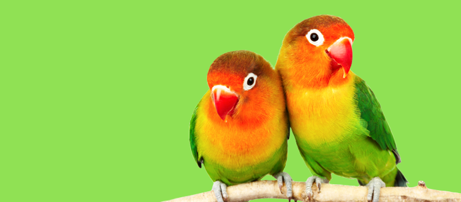Parrots