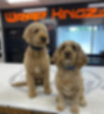 Dogs of Wrap Kingz.jpg