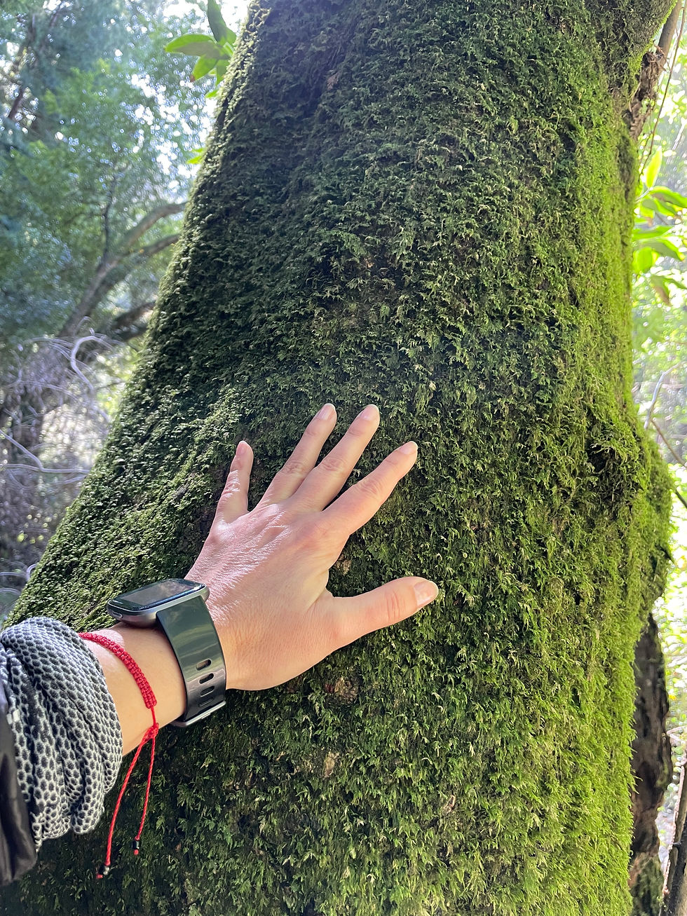 Feeling the lush moss of a tree on a forest bathing walk