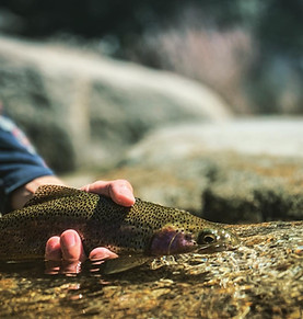 Man holding a trout after catching it fly fishing the Kern River during a guided fly fishing trip