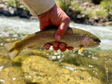 Kern River Fishing Report SEPTEMBER 17th, 2026