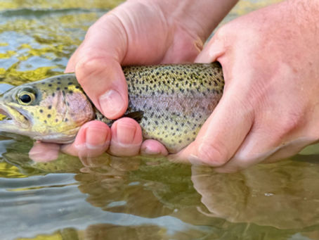 Kern River Fishing Report SEPTEMBER 24th, 2026