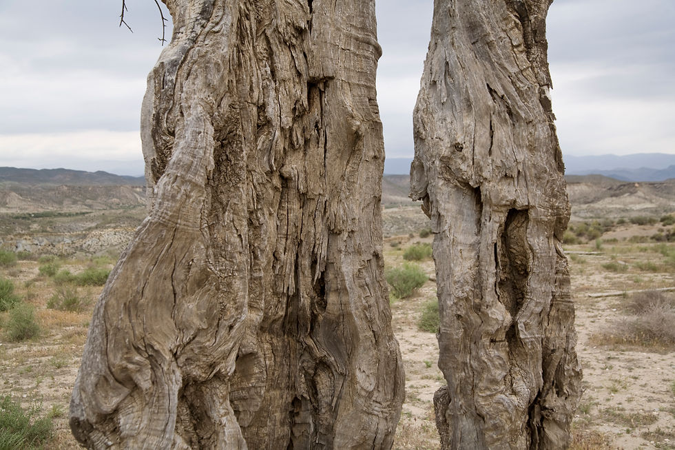 DESÉRTICA #05 (2006)