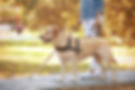 Guide dog helping blind woman in park.jpg