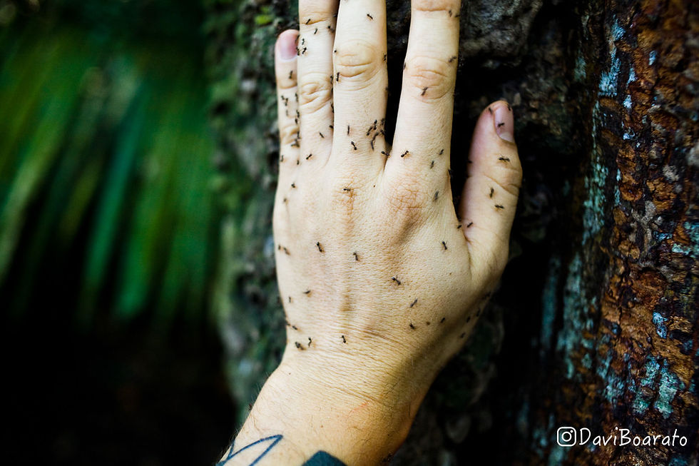 Amazônia. Impressão 30x40cm. Papel Hahnemühle. REF: 5276