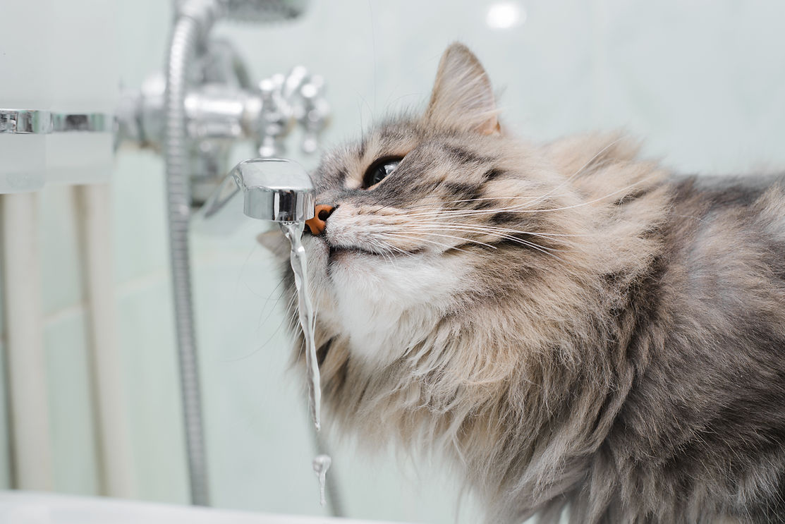 水を飲む猫