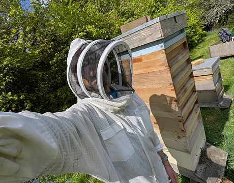 Huge-Honey-Bee-hive.jpg