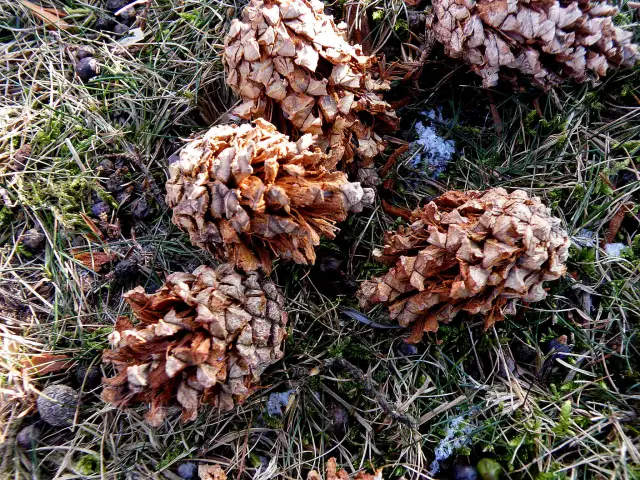 dennenappels-aangegeten-door-bonte-specht.webp