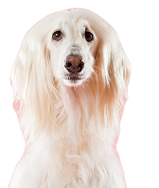 Dog on Pink_edited.png