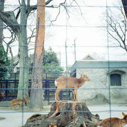Zoo