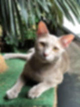 Thai Lotus Petal (3).jpeg