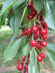 cherries