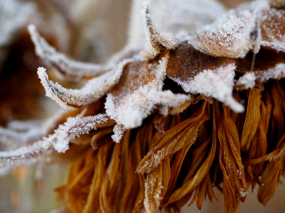 Frosted