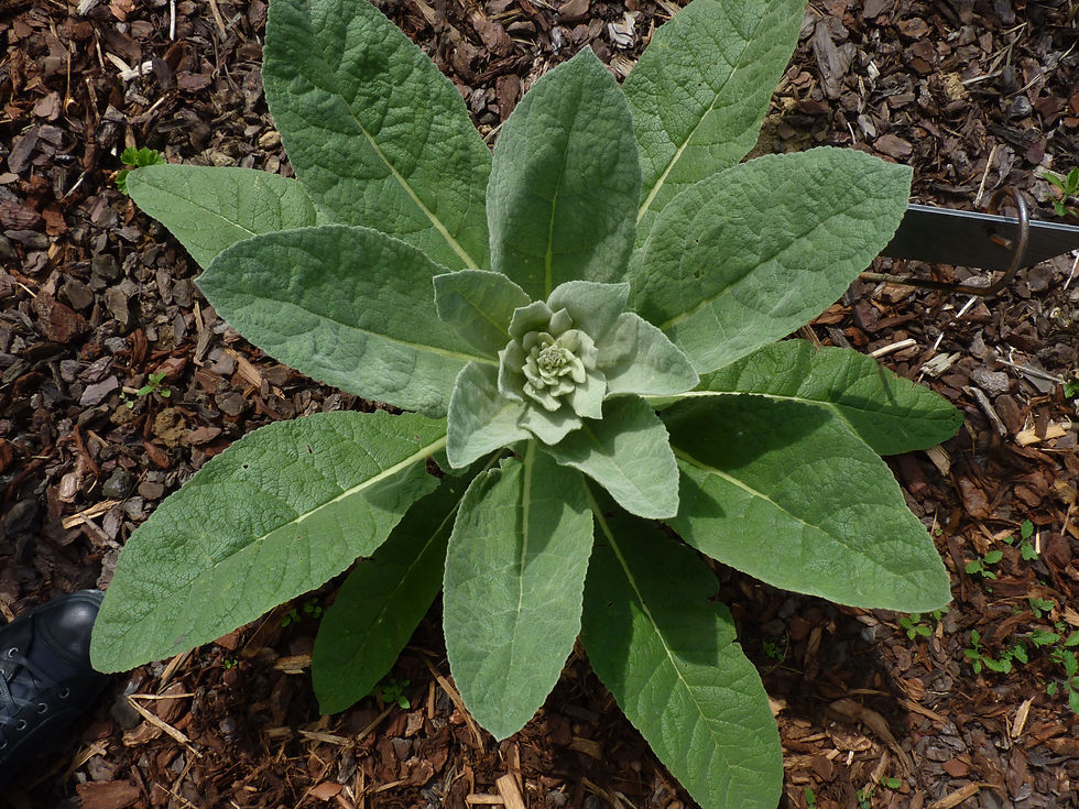 Bonjour, Ci-joints, quelques photos de l'évolution du bouillon blanc acheté en octobre passé Place d'Armes à Namur. Il a trouvé sa place !!! Je ne manquerai pas de vous poster d'autres clichés lors de sa floraison ;D Pierre-Louis