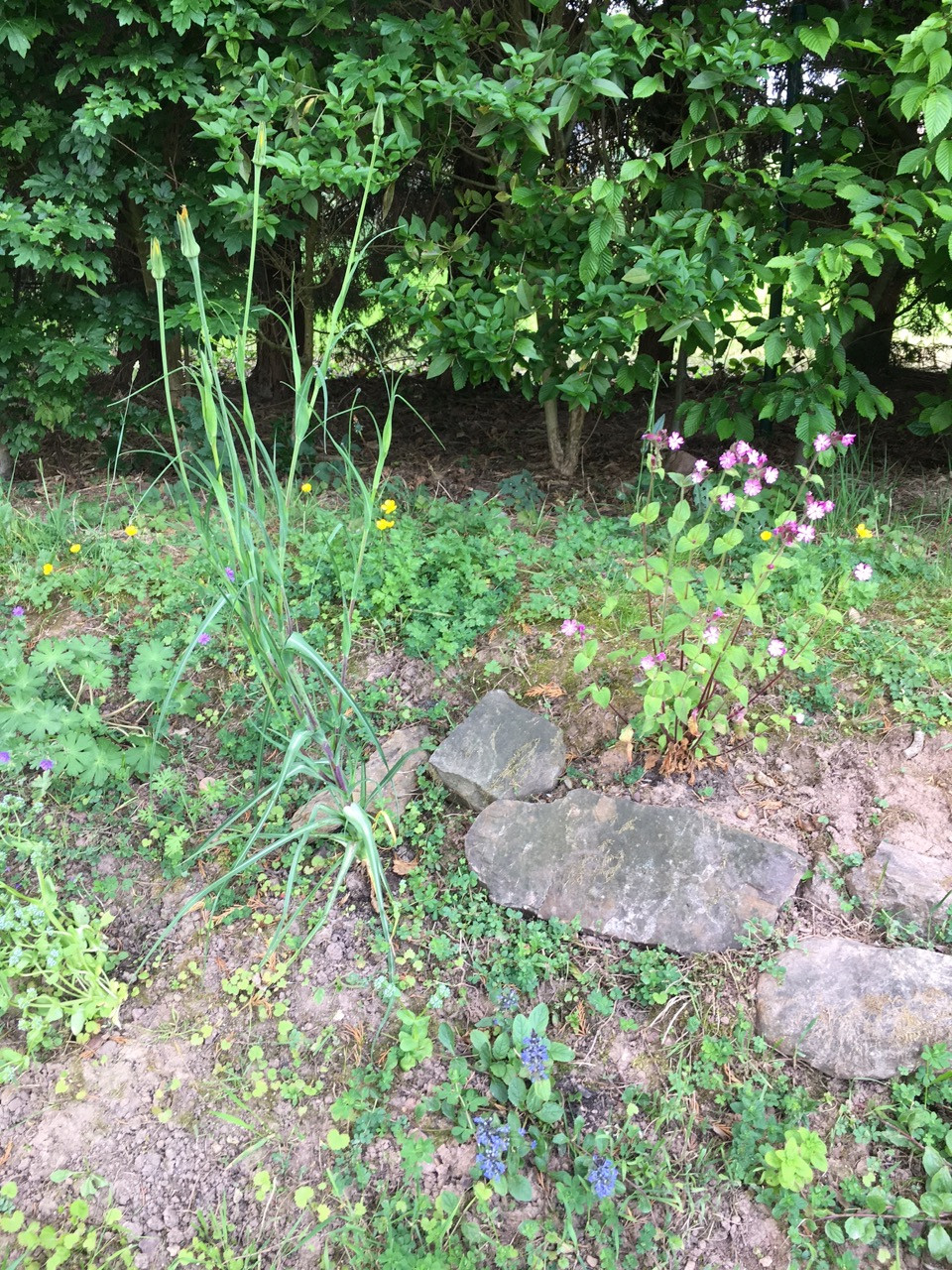 Je pense à toi en effectuant le premier gros désherbage de mon petit talus pierreux planté l'automne passé de quelques plantes sauvages venant de chez toi. Quel régal pour les yeux : aspérule, giroflée, compagnon rouge, bugle rampant sont en fleurs ! J'attends l'ouverture de mon salsifi avec impatience et ça ne c'aurait plus tarder... Et aussi la pimprenelle, les marguerites et les géraniums ! A très bientôt, Gwenn