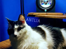 „Ein Blick in die Stille: Days Don’t Waits Antlia und die Schönheit ehrlicher Melancholie“