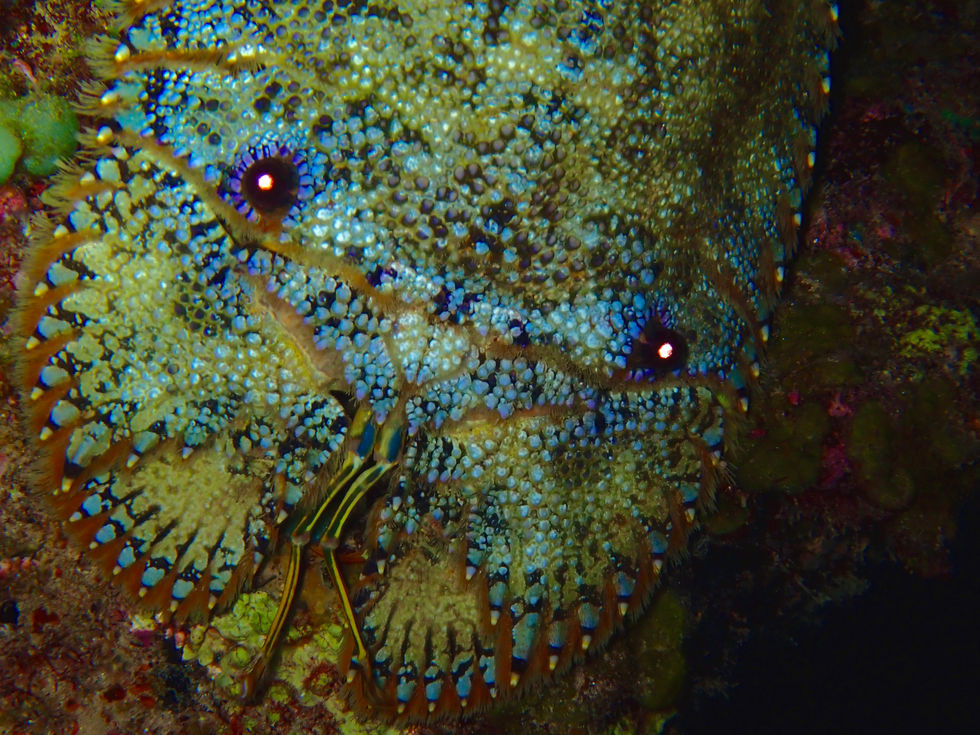 Slipper Lobster