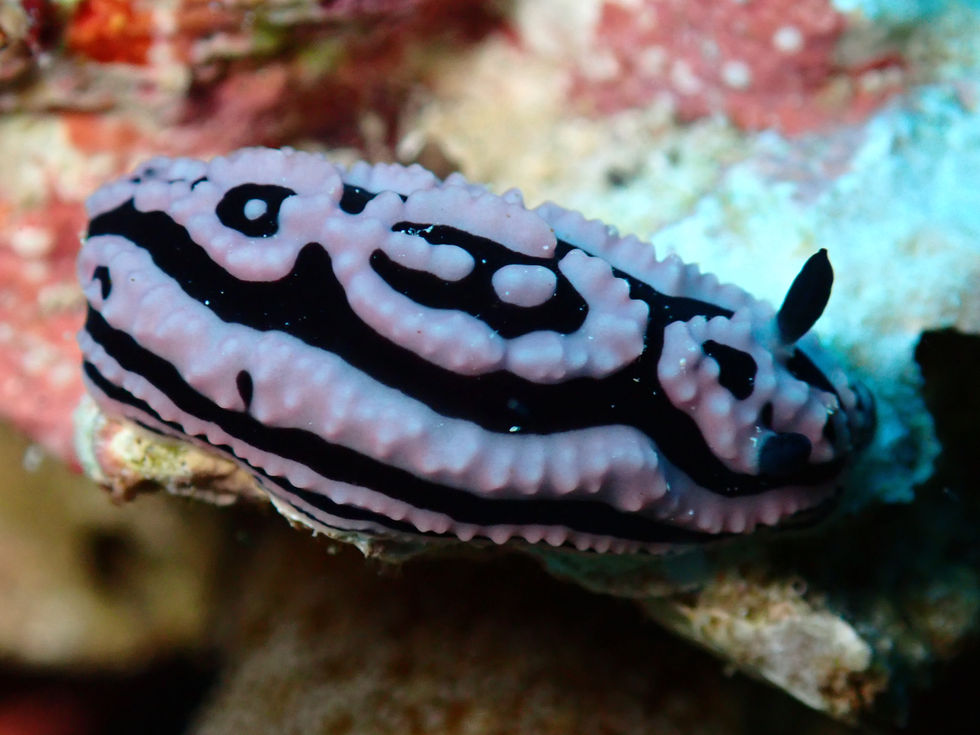 White striped nudibranch