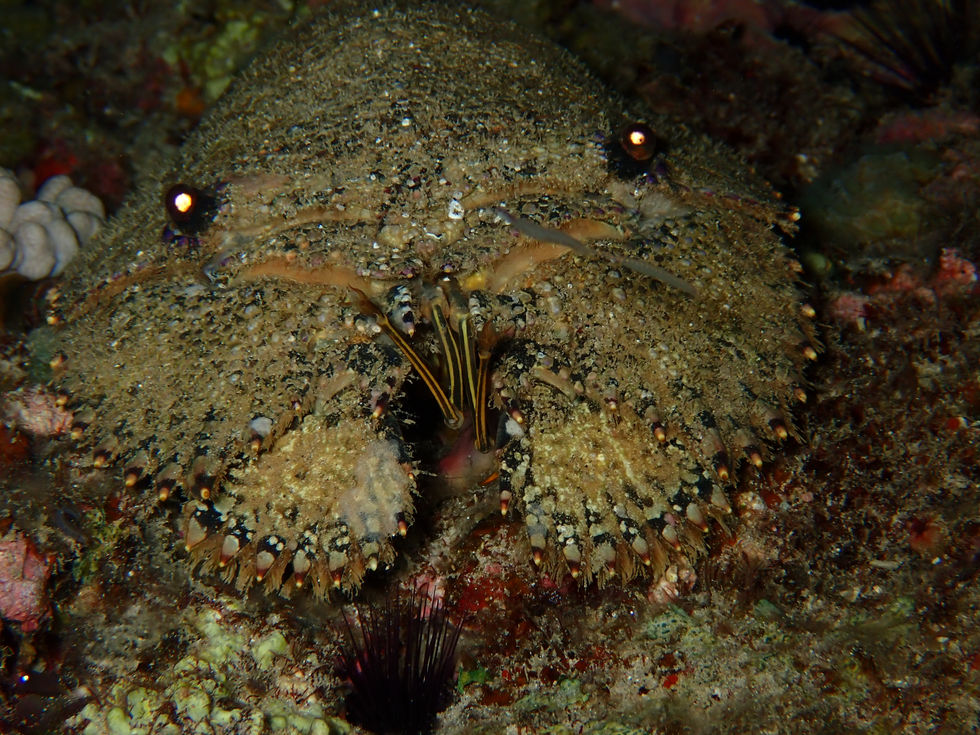 Slipper Lobster