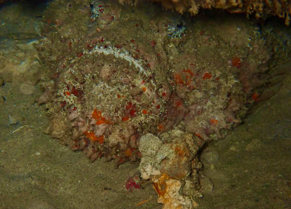 Stonefish