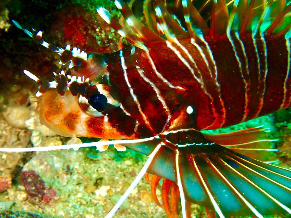 Spot fin lionfish