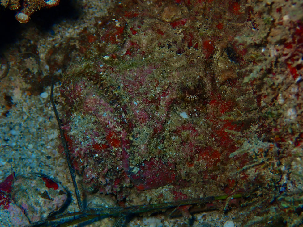 Stone fish