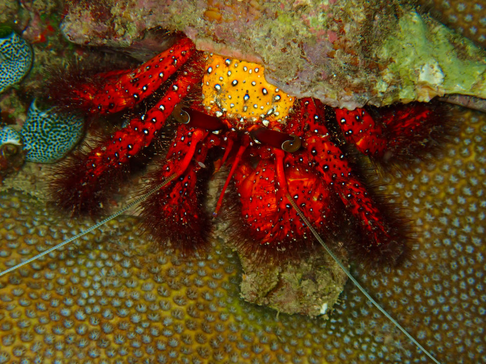 White dotted hermit crab