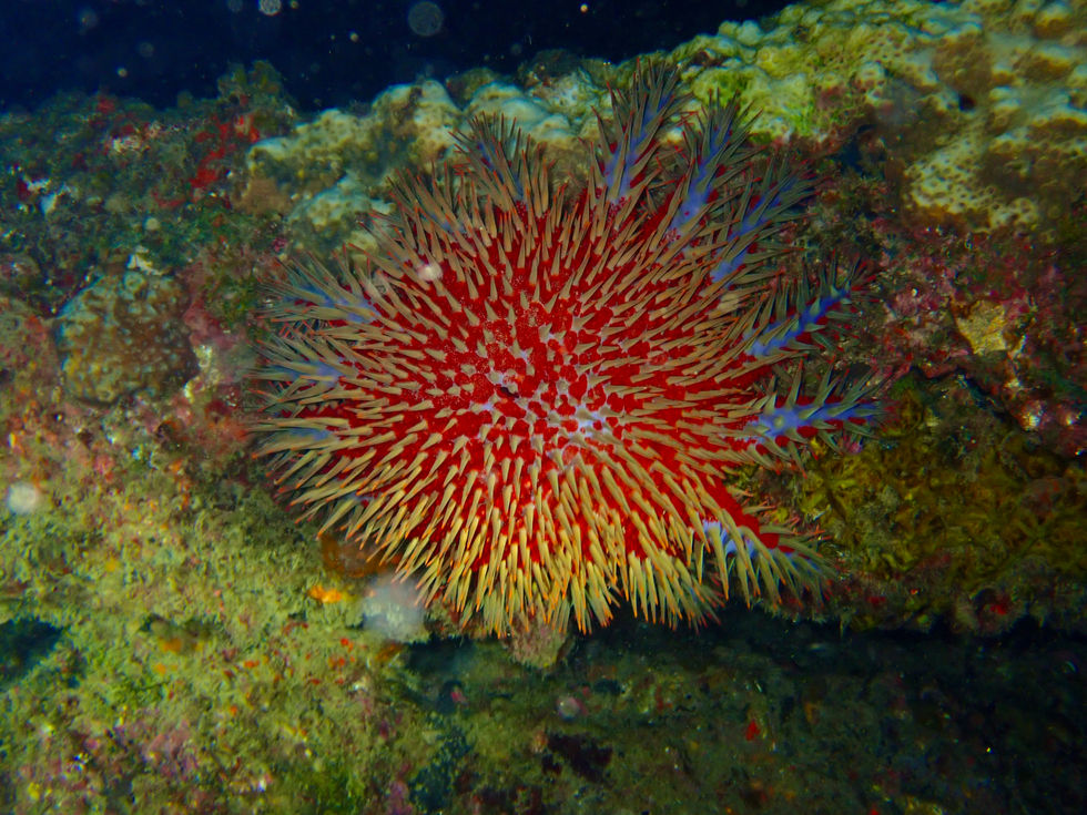 Crown-of-Thorns starfish