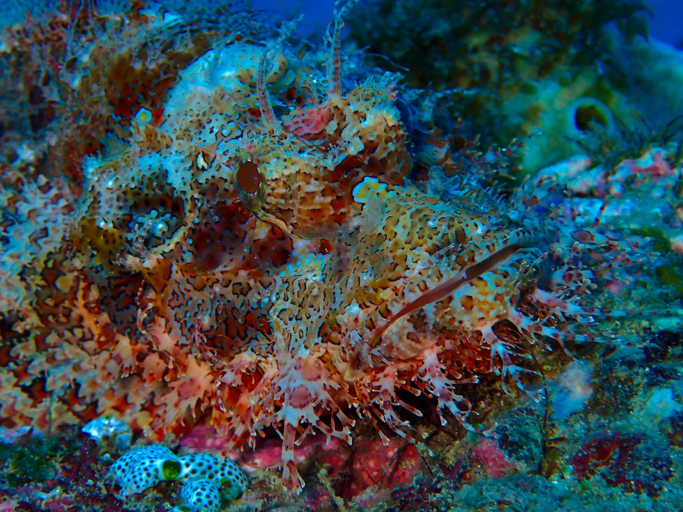 Scorpion fish