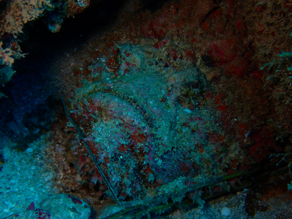 Stone fish