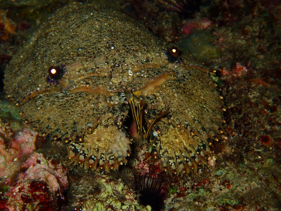 Slipper Lobster