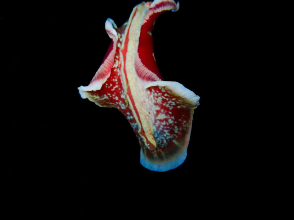 Spanish dancer nudibranch