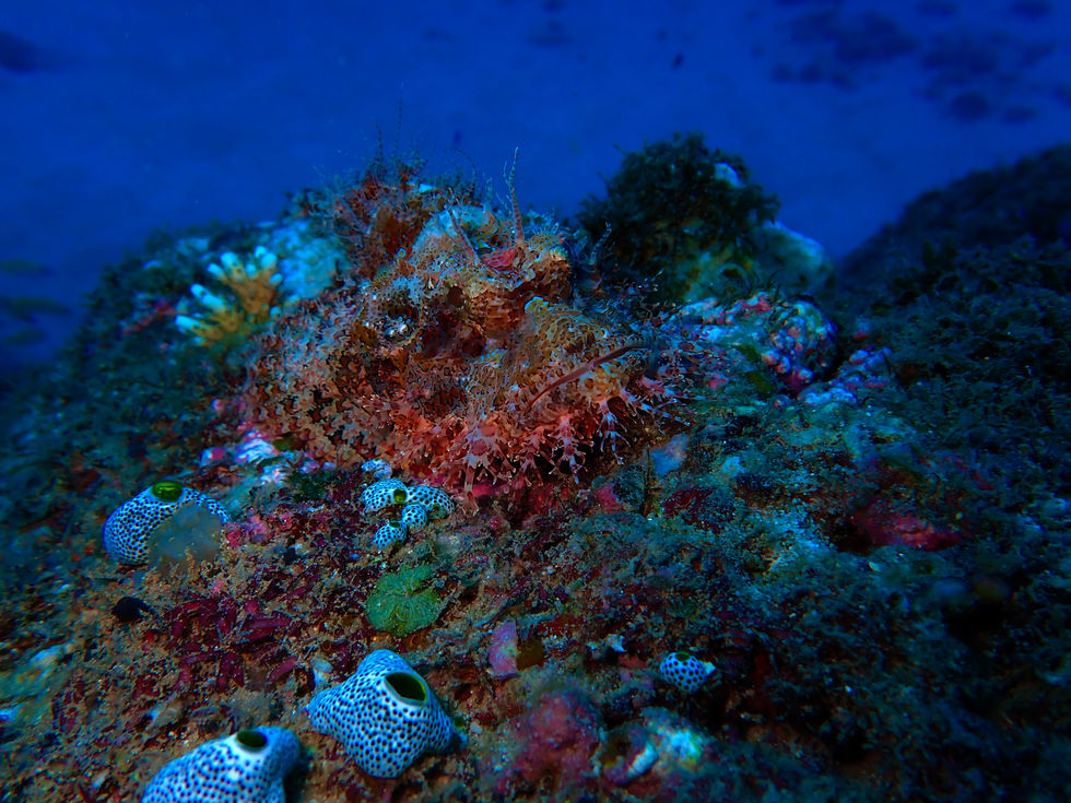 Scorpion fish