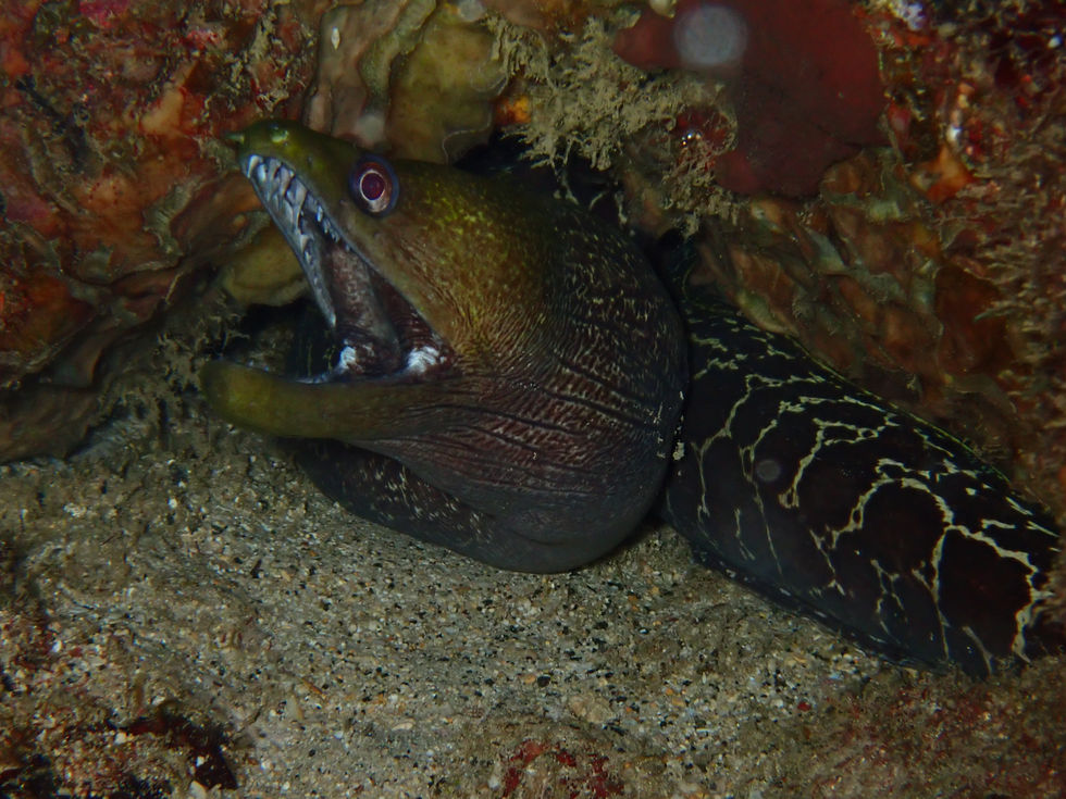 Udulated moray