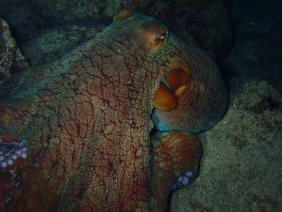 Day Octopus
