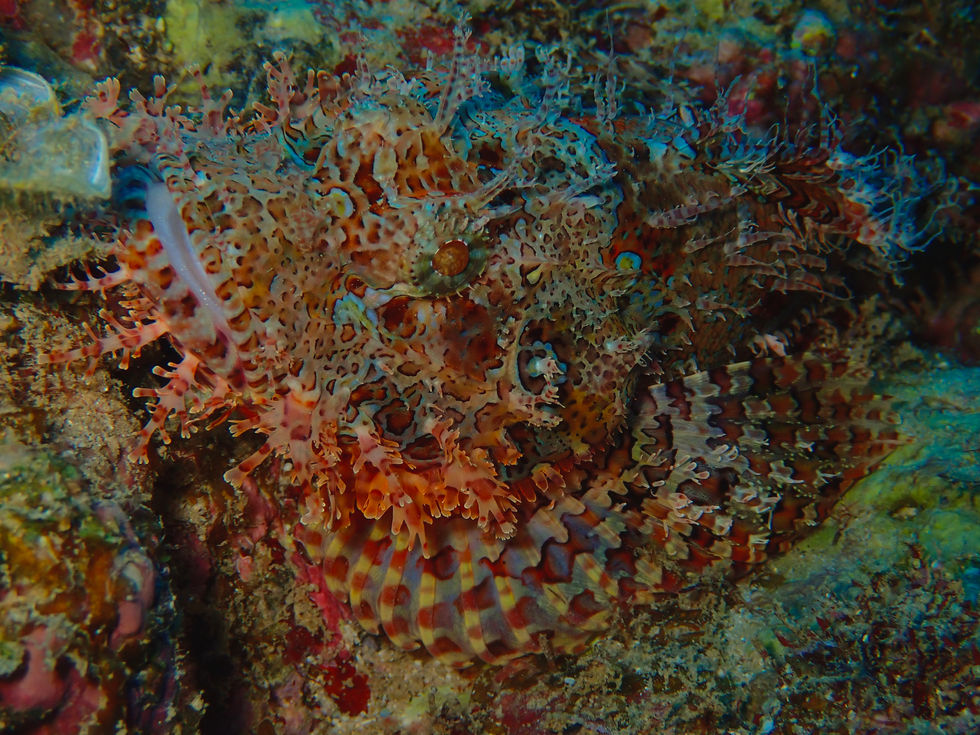 Scorpion Fish