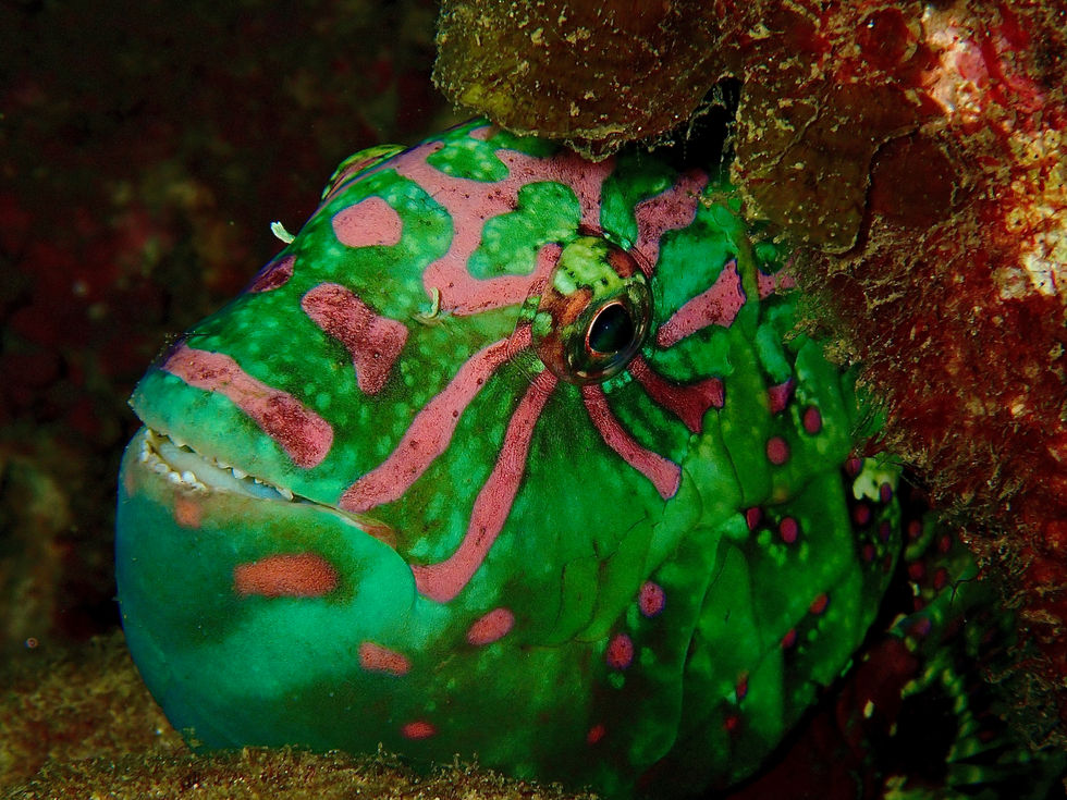 Parrot fish