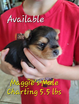 Yorkie puppy